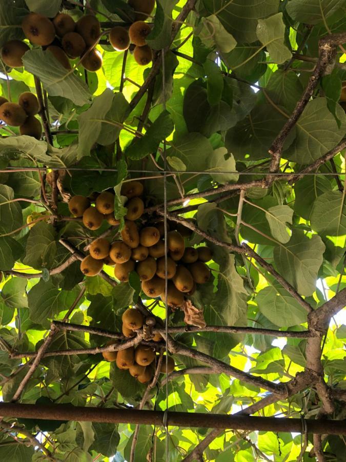 מלון פיזונדה Kiwi מראה חיצוני תמונה