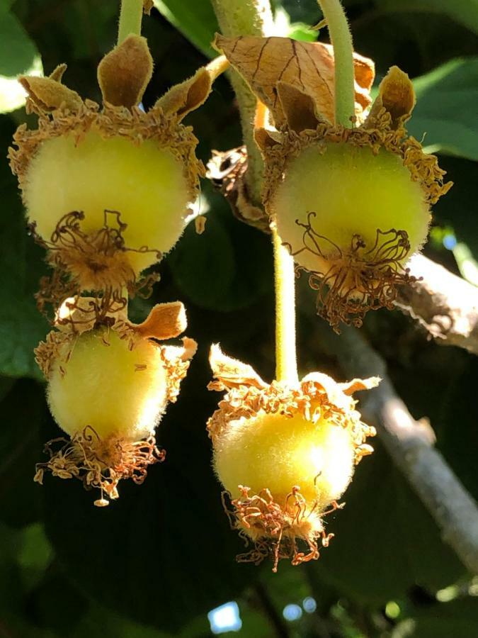 מלון פיזונדה Kiwi מראה חיצוני תמונה